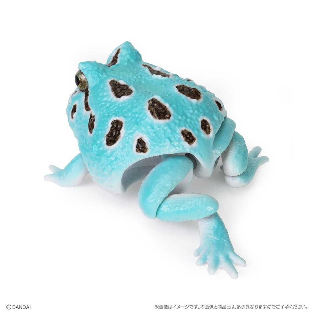 🔥現貨🔥生物大圖鑑 小丑蛙與角蛙 萬代 扭蛋 轉蛋 青蛙 圓眼珍珠蛙-圖片-4