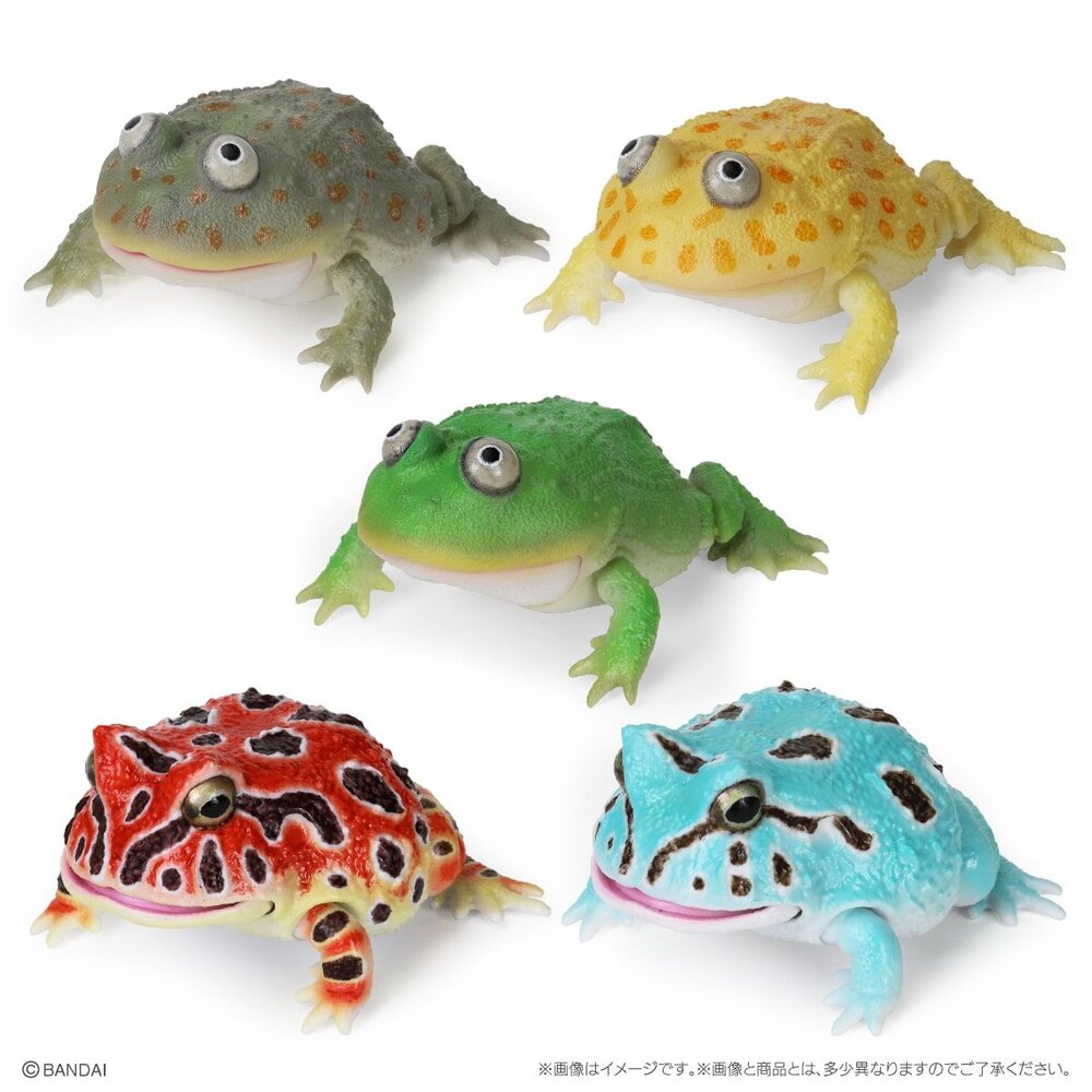 🔥現貨🔥生物大圖鑑 小丑蛙與角蛙 萬代 扭蛋 轉蛋 青蛙 圓眼珍珠蛙-圖片-5