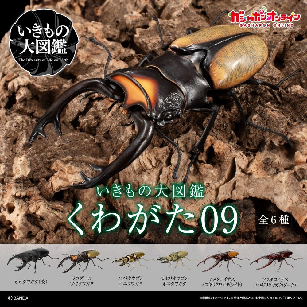 🔥現貨🔥生物大圖鑑 鍬形蟲09 萬代 扭蛋 轉蛋 甲蟲 昆蟲 泰國黃金鬼 日本大鍬形蟲 拉可達爾鬼艷鍬 兩點赤 兩點鋸-圖片-1