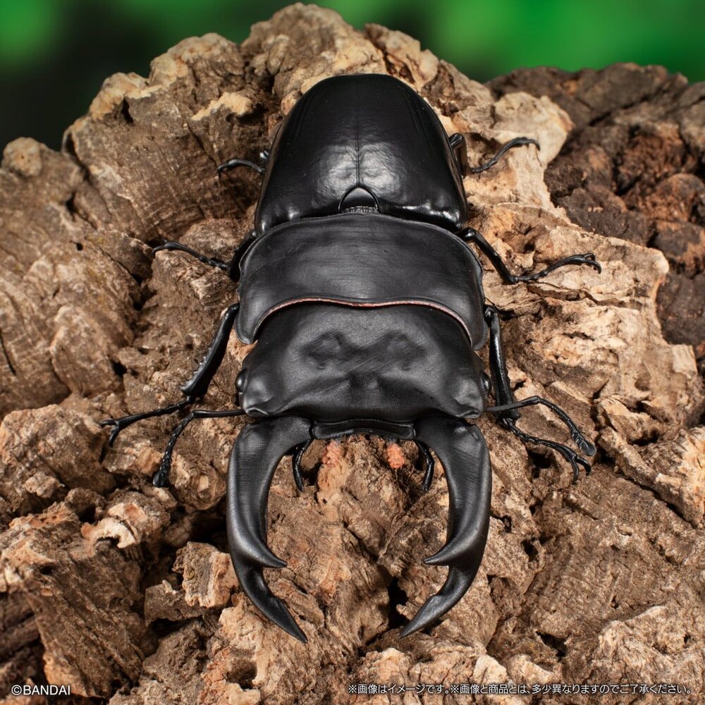 🔥現貨🔥生物大圖鑑 鍬形蟲09 萬代 扭蛋 轉蛋 甲蟲 昆蟲 泰國黃金鬼 日本大鍬形蟲 拉可達爾鬼艷鍬 兩點赤 兩點鋸-圖片-2