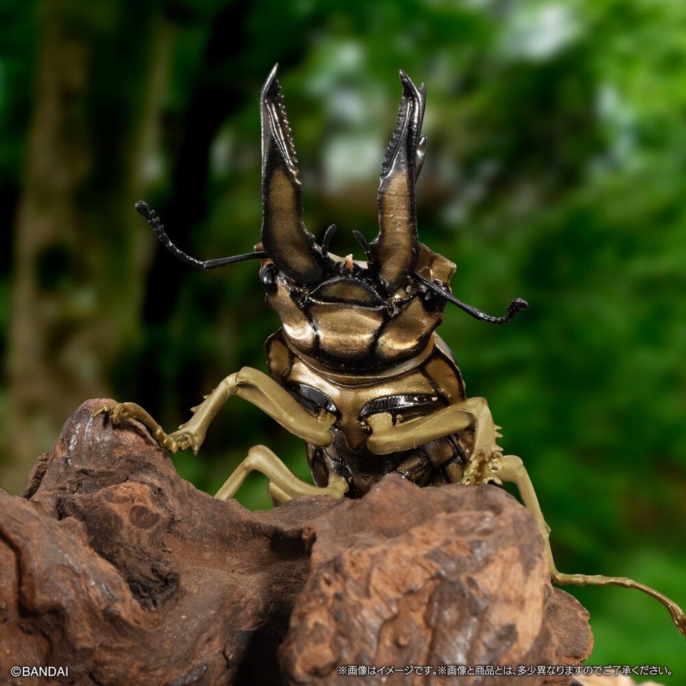 🔥現貨🔥生物大圖鑑 鍬形蟲09 萬代 扭蛋 轉蛋 甲蟲 昆蟲 泰國黃金鬼 日本大鍬形蟲 拉可達爾鬼艷鍬 兩點赤 兩點鋸-圖片-3