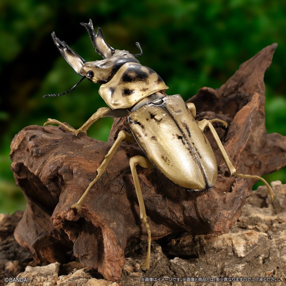 🔥現貨🔥生物大圖鑑 鍬形蟲09 萬代 扭蛋 轉蛋 甲蟲 昆蟲 泰國黃金鬼 日本大鍬形蟲 拉可達爾鬼艷鍬 兩點赤 兩點鋸-圖片-4