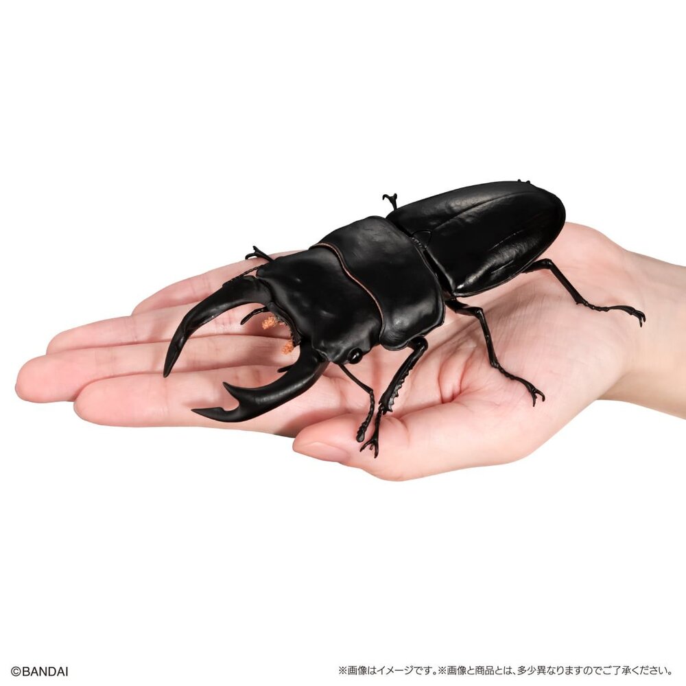 🔥現貨🔥生物大圖鑑 鍬形蟲09 萬代 扭蛋 轉蛋 甲蟲 昆蟲 泰國黃金鬼 日本大鍬形蟲 拉可達爾鬼艷鍬 兩點赤 兩點鋸-圖片-6