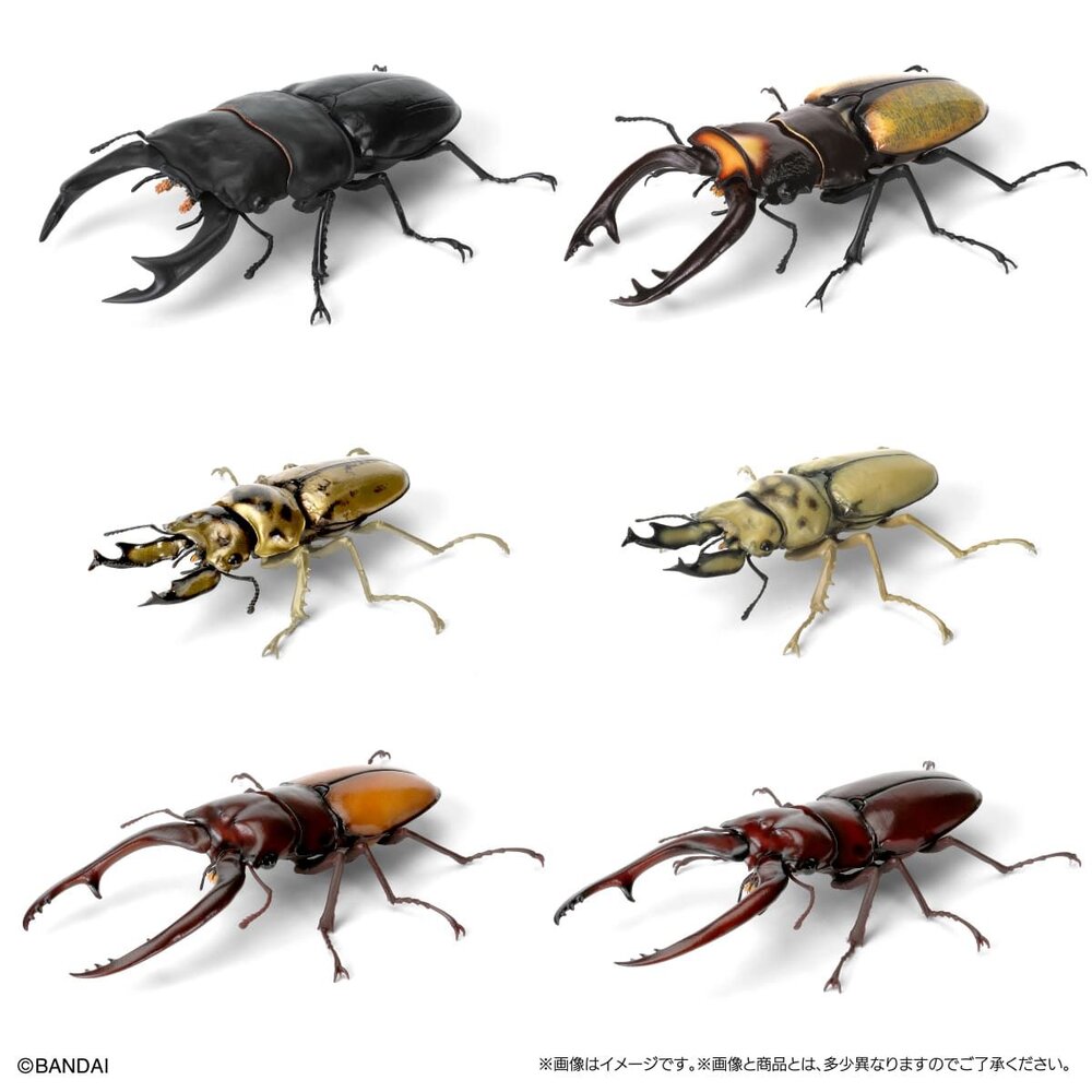 🔥現貨🔥生物大圖鑑 鍬形蟲09 萬代 扭蛋 轉蛋 甲蟲 昆蟲 泰國黃金鬼 日本大鍬形蟲 拉可達爾鬼艷鍬 兩點赤 兩點鋸-圖片-7