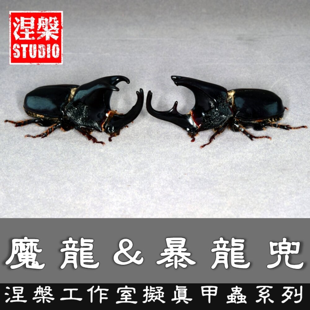 241001151604-🔥現貨🔥暴龍兜模型 魔龍兜模型 涅槃工作室 甲蟲 昆蟲 兜蟲 擬真模型 擺飾 磁鐵