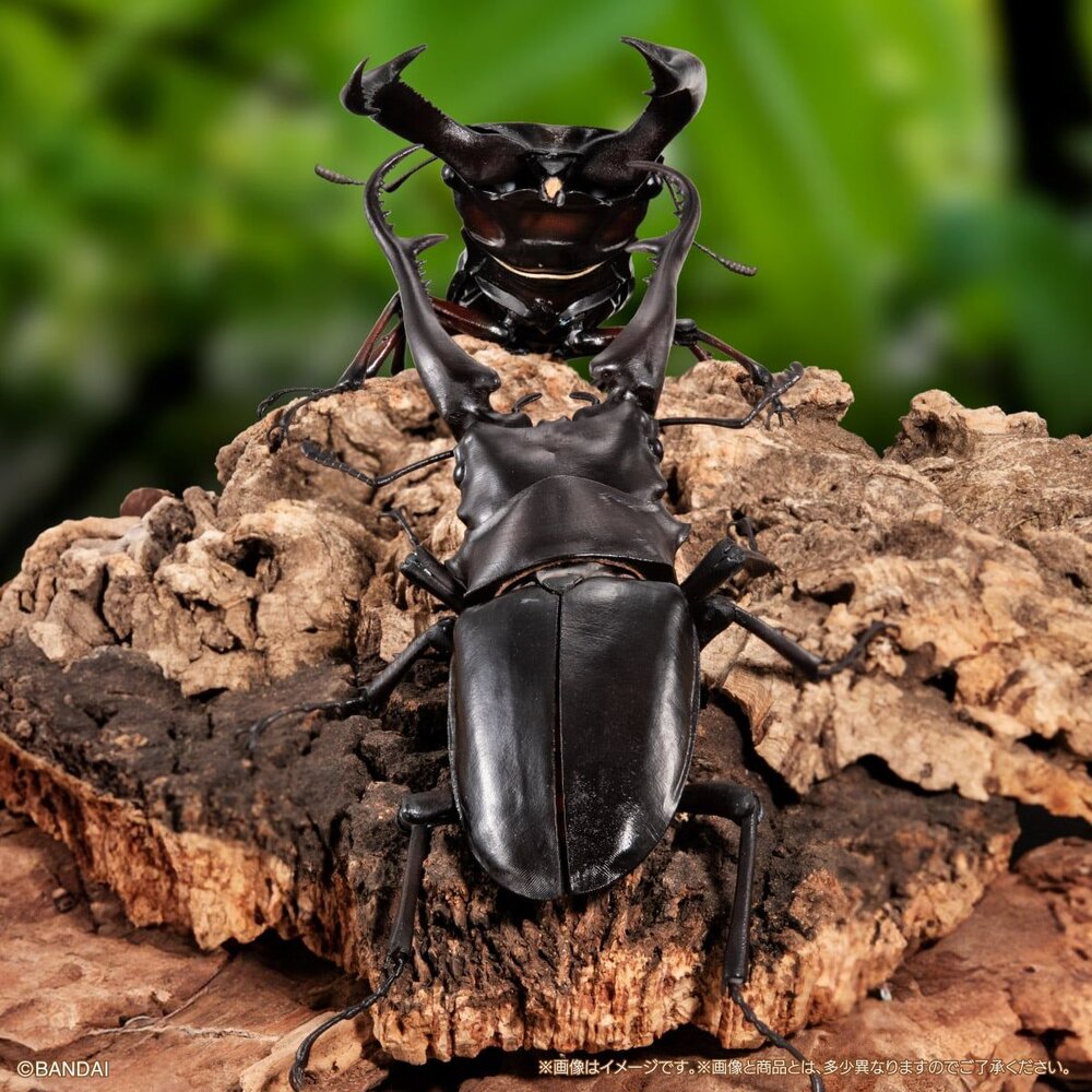 🔥現貨🔥生物大圖鑑 進擊 鍬形蟲01 萬代 扭蛋 轉蛋 長頸鹿巨鍬形蟲 巨顎叉角鍬形蟲 甲蟲 昆蟲 advance-圖片-4