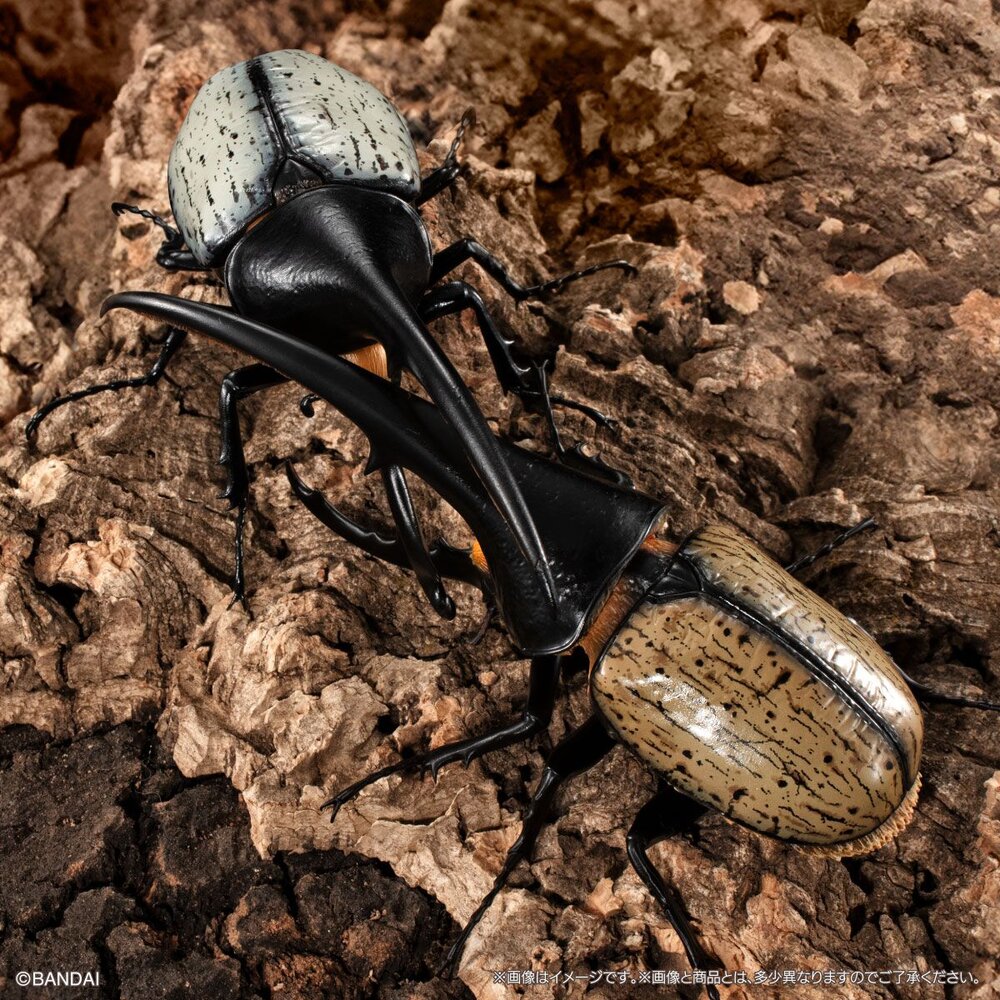 🔥現貨🔥生物大圖鑑 甲蟲07 萬代 扭蛋 轉蛋 赫克力士 長戟大兜蟲 螂蜣 金龜子 獨角仙 蛹-圖片-1