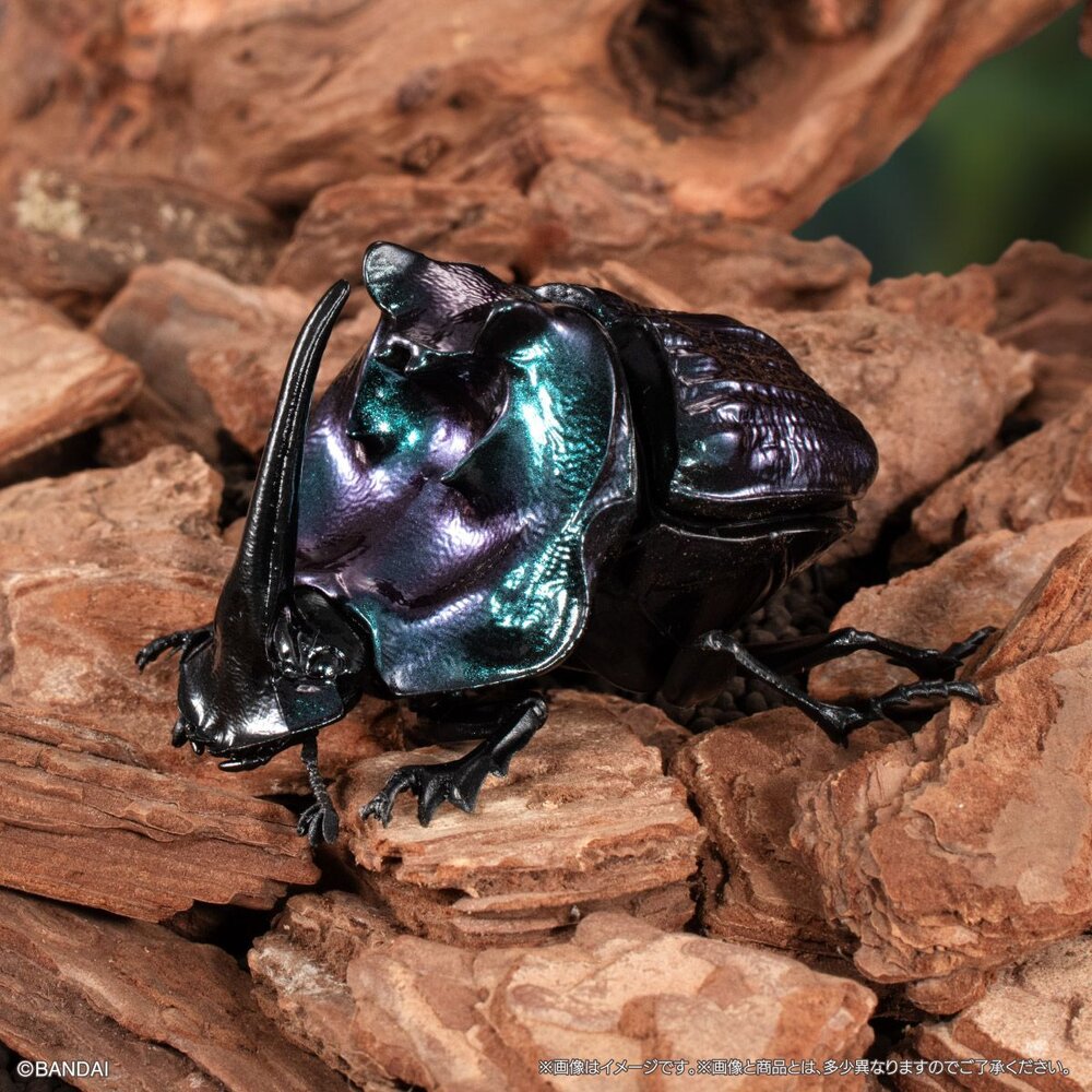 🔥現貨🔥生物大圖鑑 甲蟲07 萬代 扭蛋 轉蛋 赫克力士 長戟大兜蟲 螂蜣 金龜子 獨角仙 蛹-圖片-2