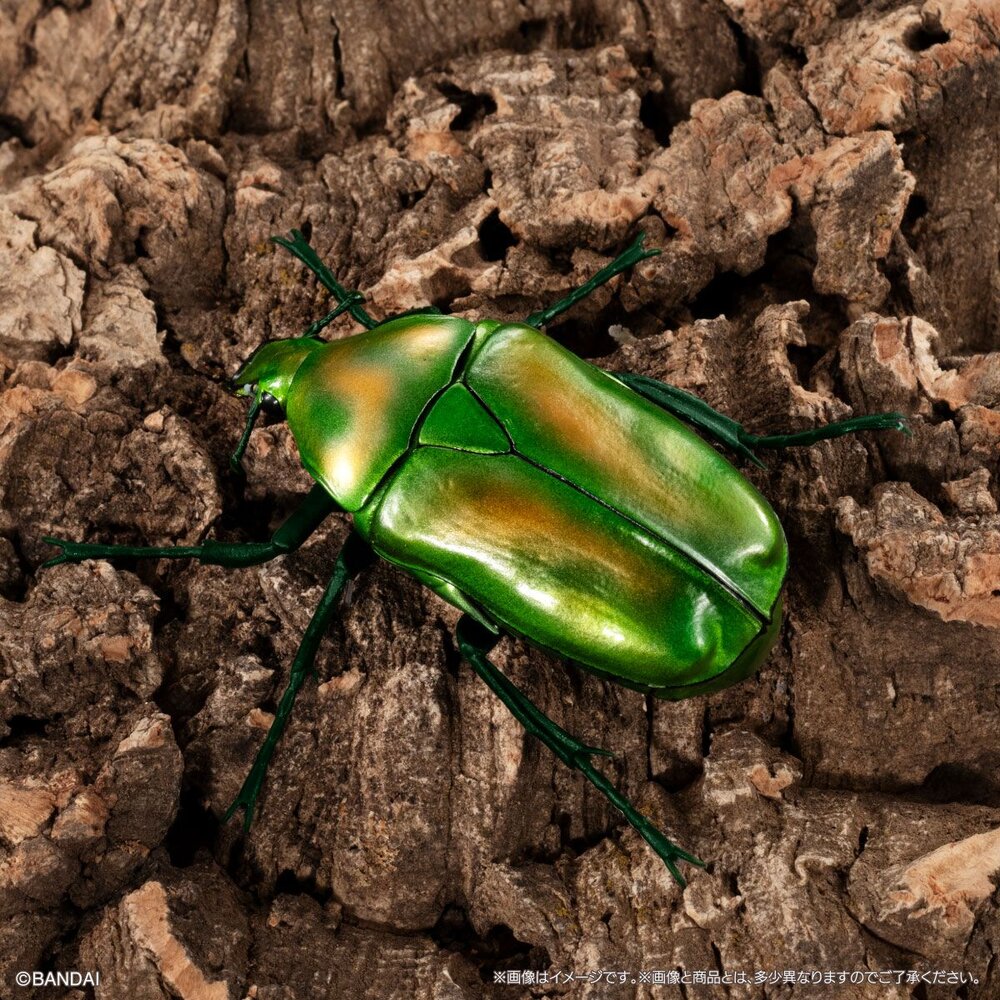 🔥現貨🔥生物大圖鑑 甲蟲07 萬代 扭蛋 轉蛋 赫克力士 長戟大兜蟲 螂蜣 金龜子 獨角仙 蛹-圖片-3