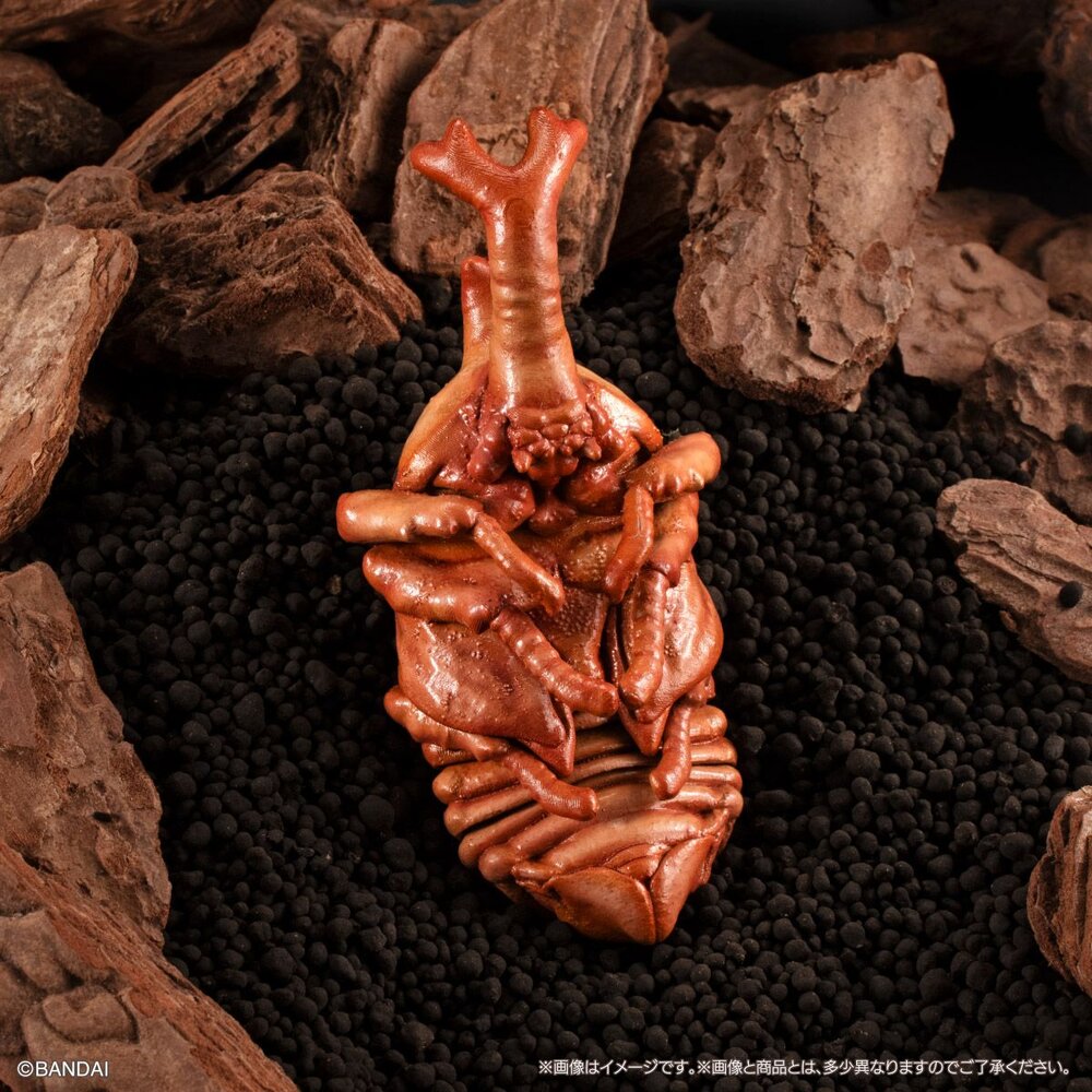 🔥現貨🔥生物大圖鑑 甲蟲07 萬代 扭蛋 轉蛋 赫克力士 長戟大兜蟲 螂蜣 金龜子 獨角仙 蛹-圖片-4