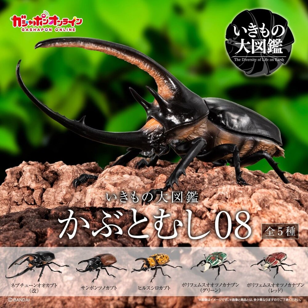 🔥現貨🔥生物大圖鑑 獨角仙08 萬代 扭蛋 轉蛋 海神大兜蟲 三叉戟大兜蟲 花金龜 美西白犀金龜-圖片-1