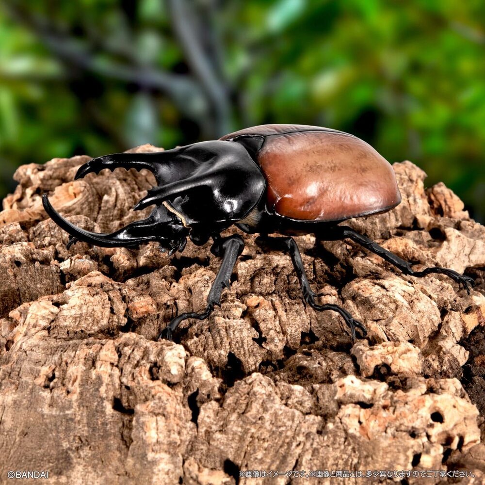 🔥現貨🔥生物大圖鑑 獨角仙08 萬代 扭蛋 轉蛋 海神大兜蟲 三叉戟大兜蟲 花金龜 美西白犀金龜-圖片-2