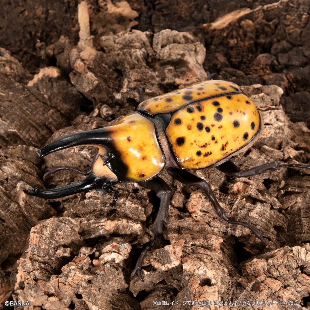 🔥現貨🔥生物大圖鑑 獨角仙08 萬代 扭蛋 轉蛋 海神大兜蟲 三叉戟大兜蟲 花金龜 美西白犀金龜-圖片-3