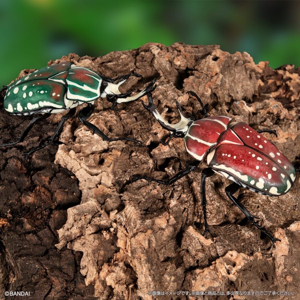 🔥現貨🔥生物大圖鑑 獨角仙08 萬代 扭蛋 轉蛋 海神大兜蟲 三叉戟大兜蟲 花金龜 美西白犀金龜-圖片-4