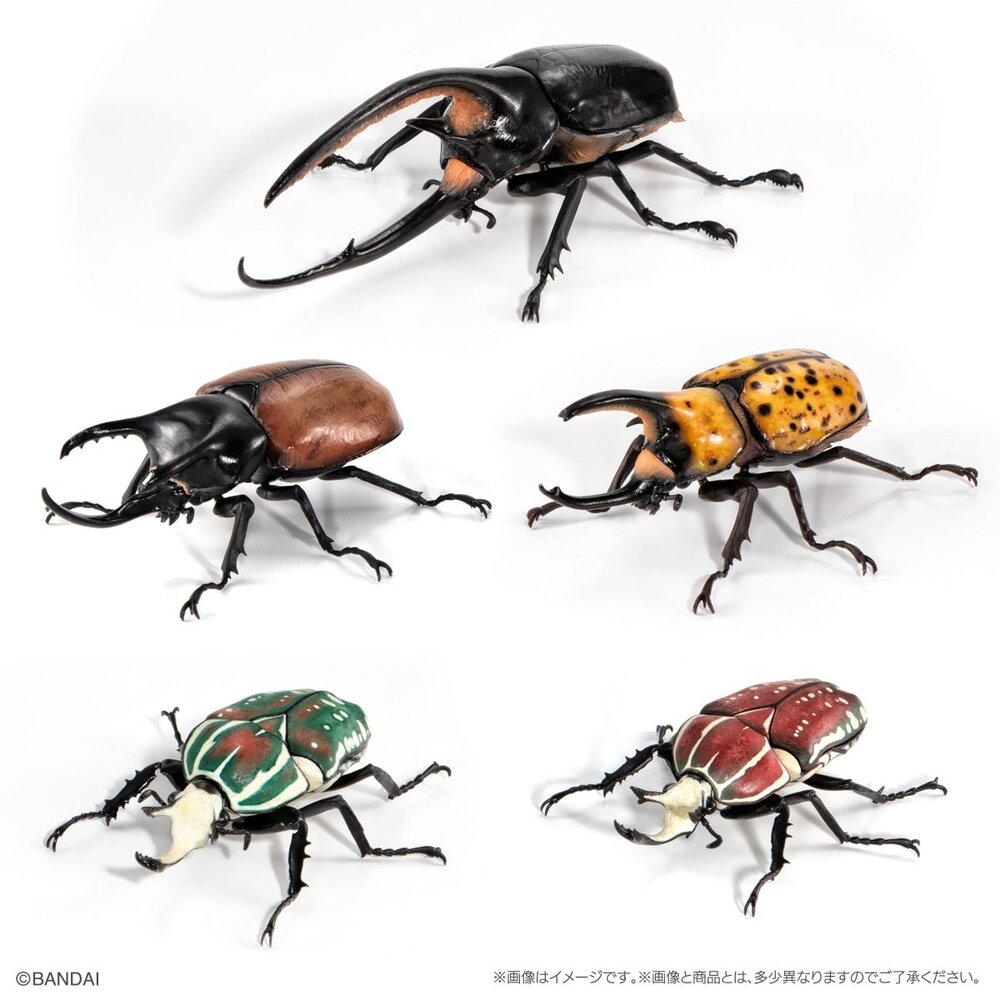 🔥現貨🔥生物大圖鑑 獨角仙08 萬代 扭蛋 轉蛋 海神大兜蟲 三叉戟大兜蟲 花金龜 美西白犀金龜-圖片-5