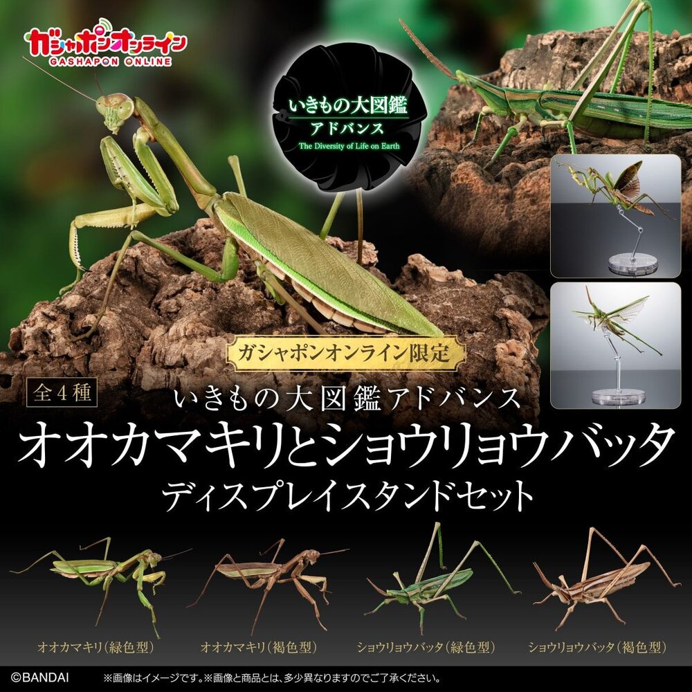 🔥現貨🔥生物大圖鑑 進擊 大螳螂&中華劍角蝗 萬代 扭蛋 轉蛋 螳螂-圖片-1