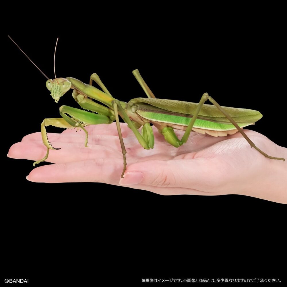 🔥現貨🔥生物大圖鑑 進擊 大螳螂&中華劍角蝗 萬代 扭蛋 轉蛋 螳螂-圖片-2