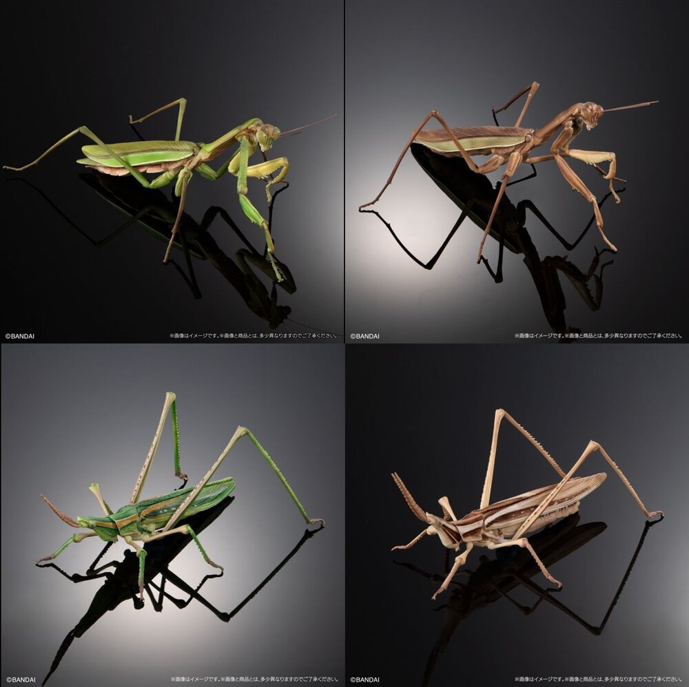 🔥現貨🔥生物大圖鑑 進擊 大螳螂&中華劍角蝗 萬代 扭蛋 轉蛋 螳螂-圖片-7