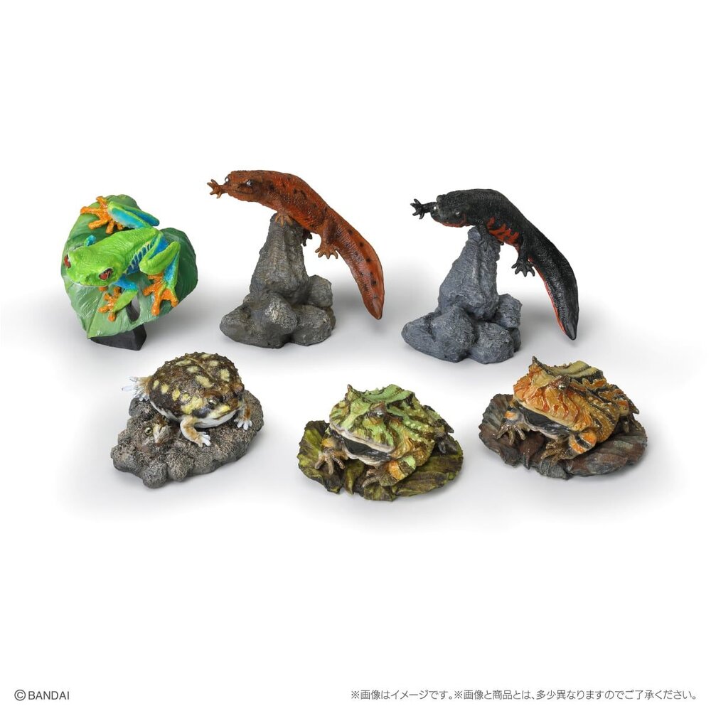 🔥現貨🔥生物大圖鑑 mini 兩棲類02 萬代 扭蛋 轉蛋 兩生類 樹蛙 角蛙 蠑螈 饅頭蛙 青蛙-圖片-2