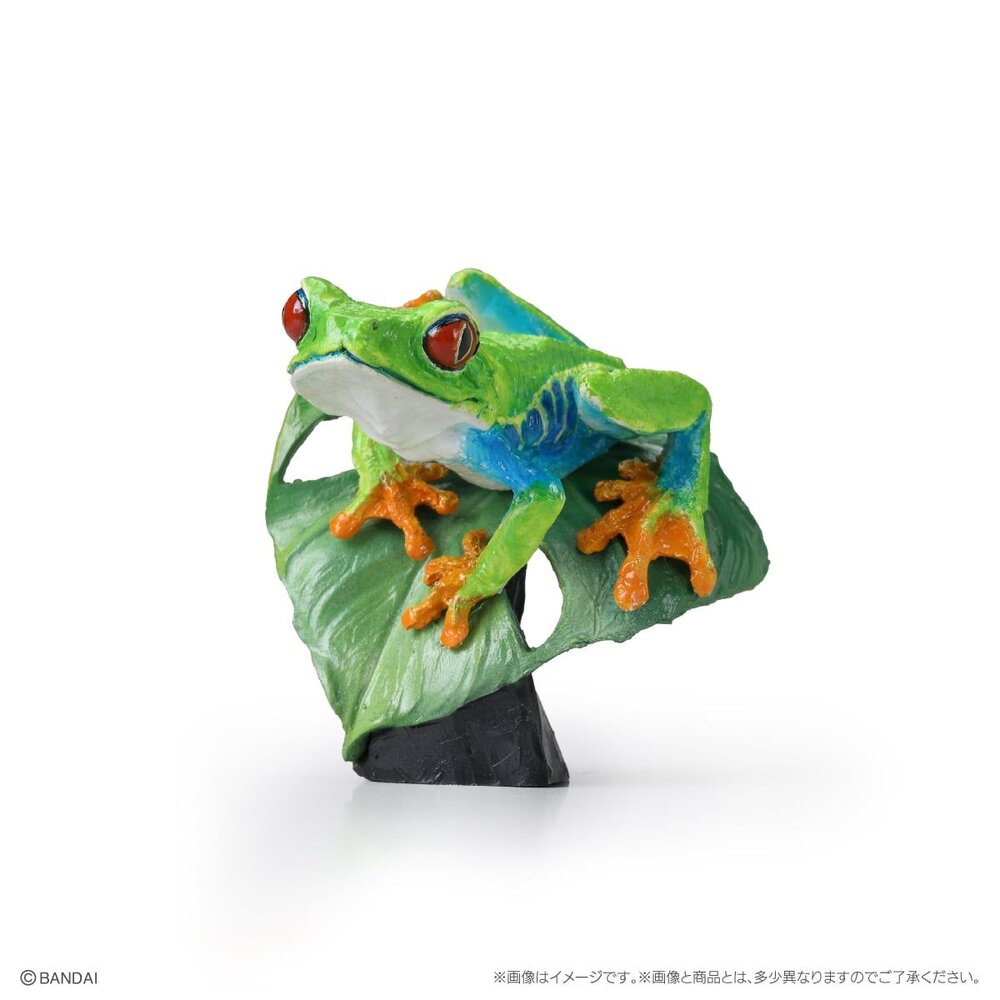 🔥現貨🔥生物大圖鑑 mini 兩棲類02 萬代 扭蛋 轉蛋 兩生類 樹蛙 角蛙 蠑螈 饅頭蛙 青蛙-圖片-3