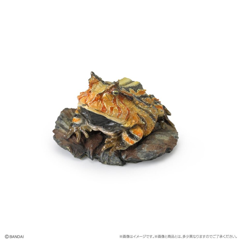 🔥現貨🔥生物大圖鑑 mini 兩棲類02 萬代 扭蛋 轉蛋 兩生類 樹蛙 角蛙 蠑螈 饅頭蛙 青蛙-圖片-4