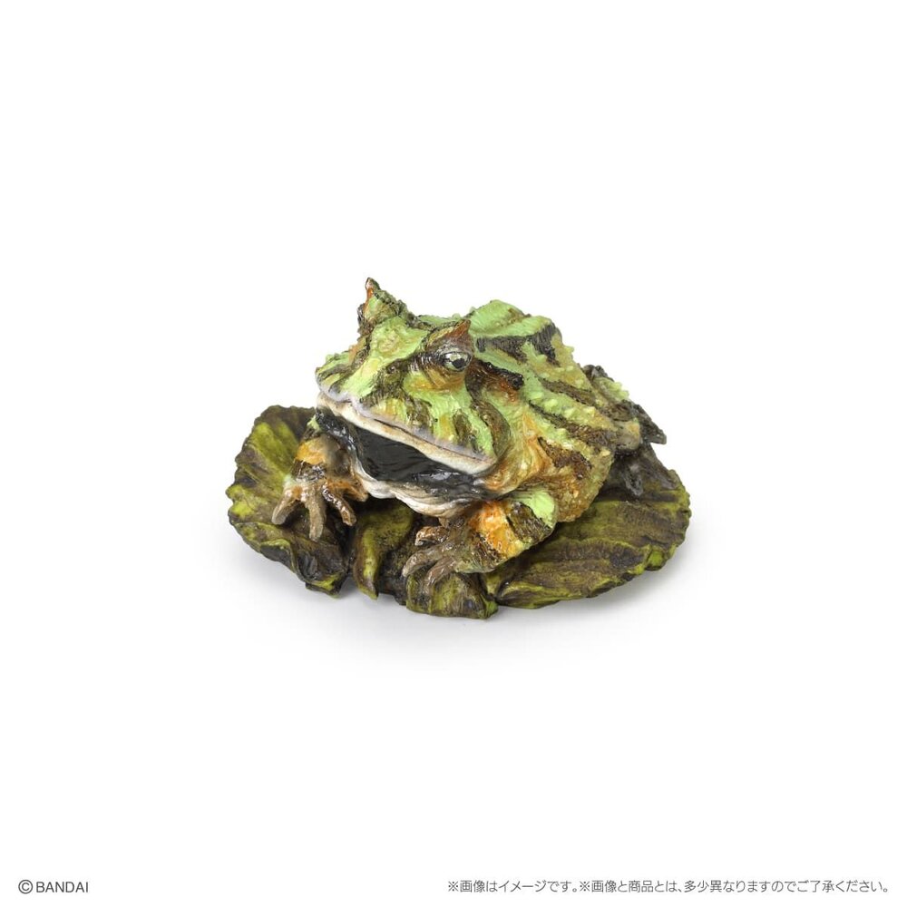 🔥現貨🔥生物大圖鑑 mini 兩棲類02 萬代 扭蛋 轉蛋 兩生類 樹蛙 角蛙 蠑螈 饅頭蛙 青蛙-圖片-5
