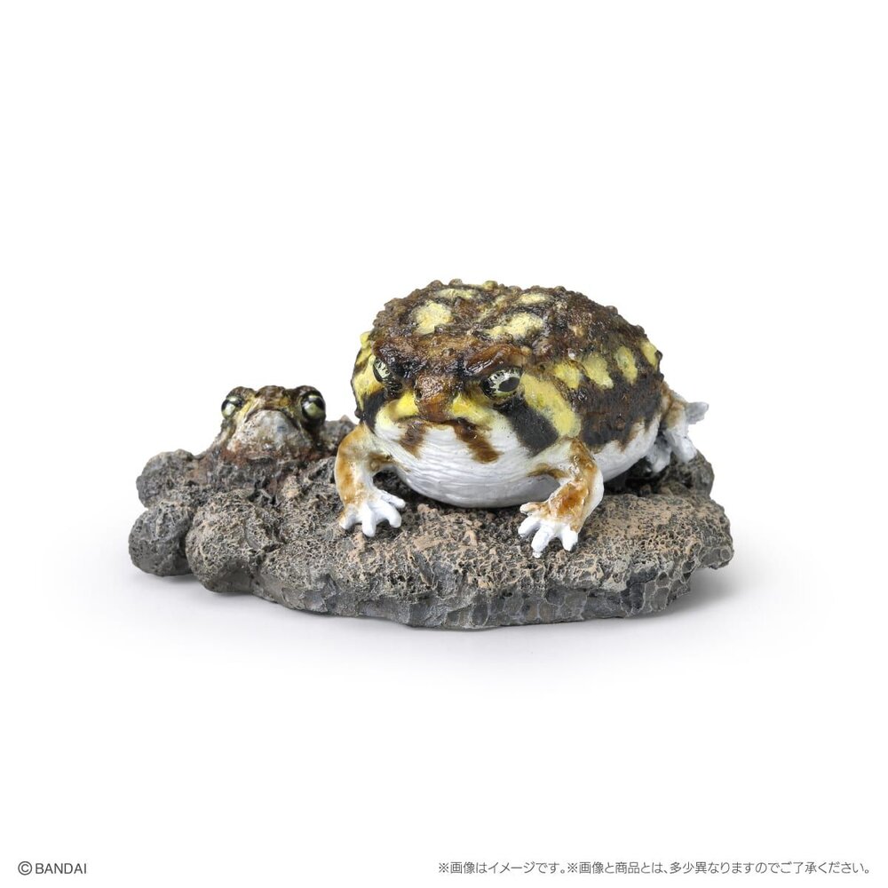 🔥現貨🔥生物大圖鑑 mini 兩棲類02 萬代 扭蛋 轉蛋 兩生類 樹蛙 角蛙 蠑螈 饅頭蛙 青蛙-圖片-6