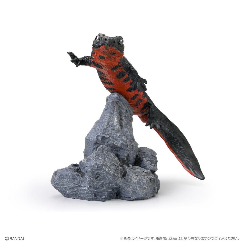 🔥現貨🔥生物大圖鑑 mini 兩棲類02 萬代 扭蛋 轉蛋 兩生類 樹蛙 角蛙 蠑螈 饅頭蛙 青蛙-圖片-7