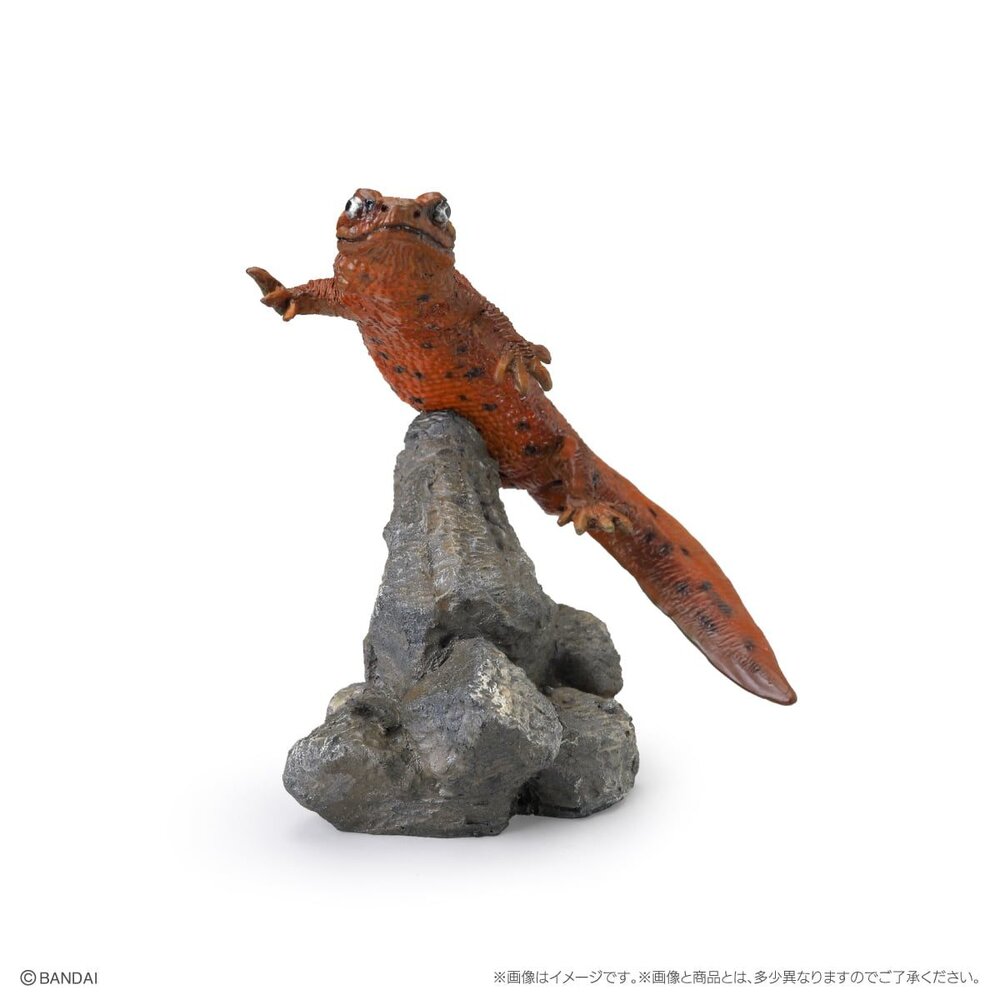 🔥現貨🔥生物大圖鑑 mini 兩棲類02 萬代 扭蛋 轉蛋 兩生類 樹蛙 角蛙 蠑螈 饅頭蛙 青蛙-圖片-8