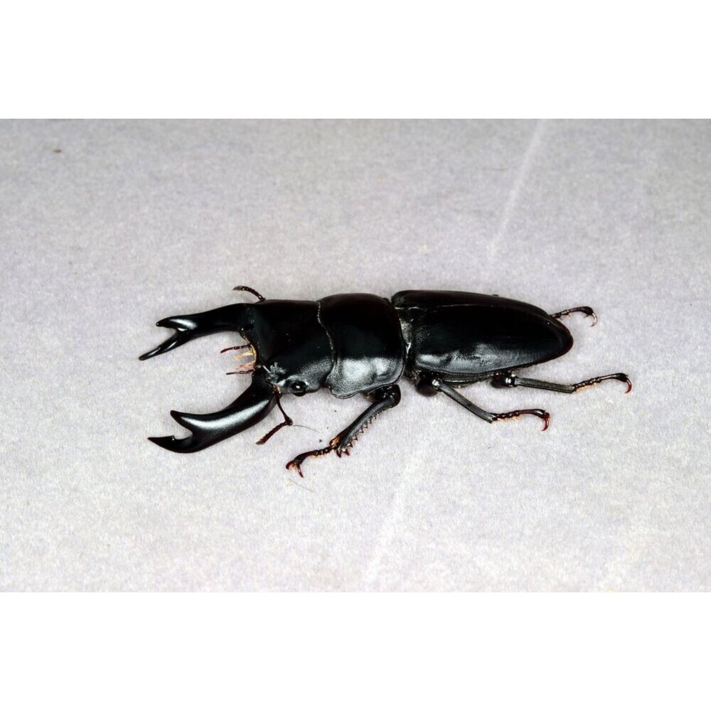 🔥現貨🔥中國大鍬形蟲模型 涅槃工作室 甲蟲 昆蟲 鍬形蟲 擬真模型 擺飾 磁鐵 中華大鍬 大刀鍬甲-圖片-1