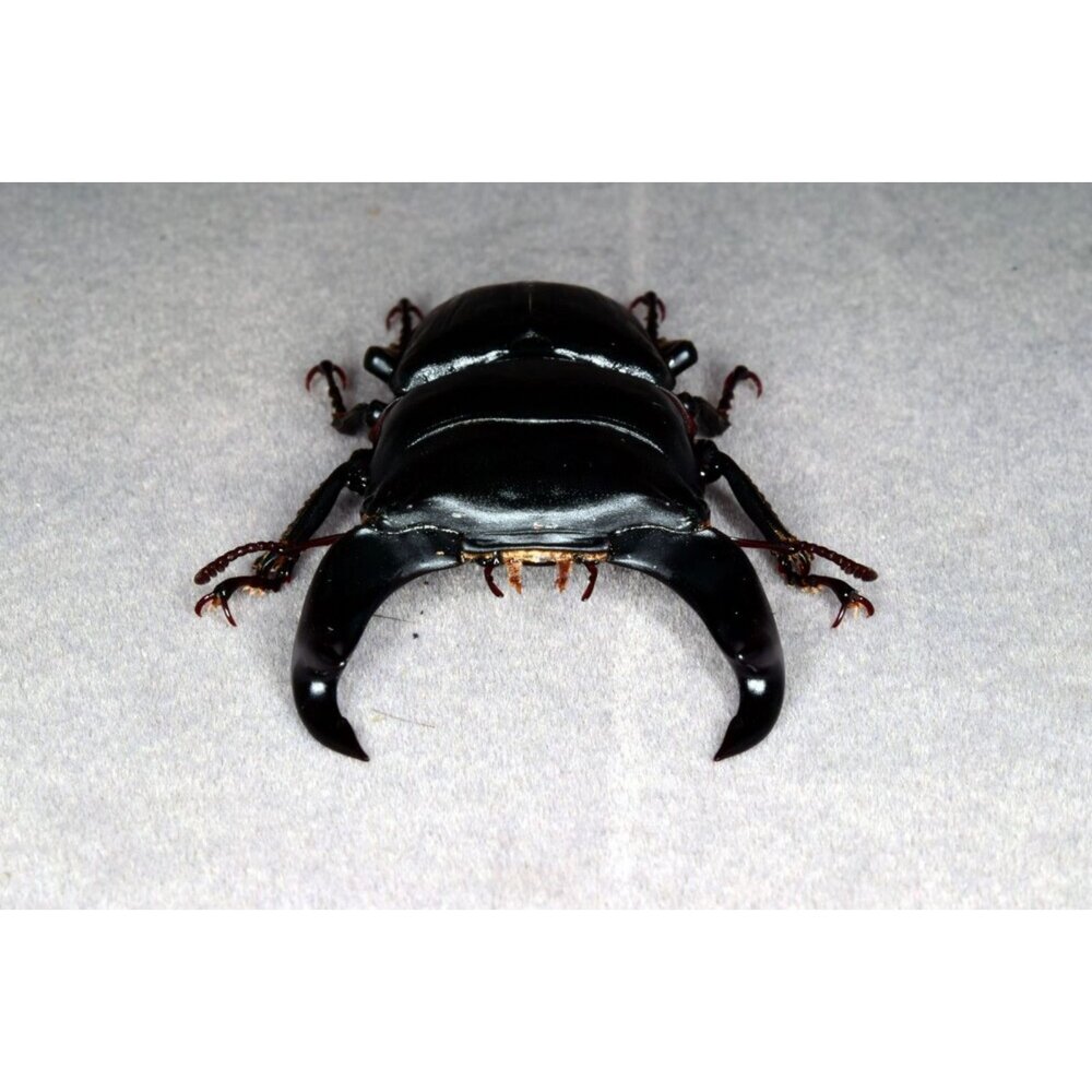 🔥現貨🔥中國大鍬形蟲模型 涅槃工作室 甲蟲 昆蟲 鍬形蟲 擬真模型 擺飾 磁鐵 中華大鍬 大刀鍬甲-圖片-2