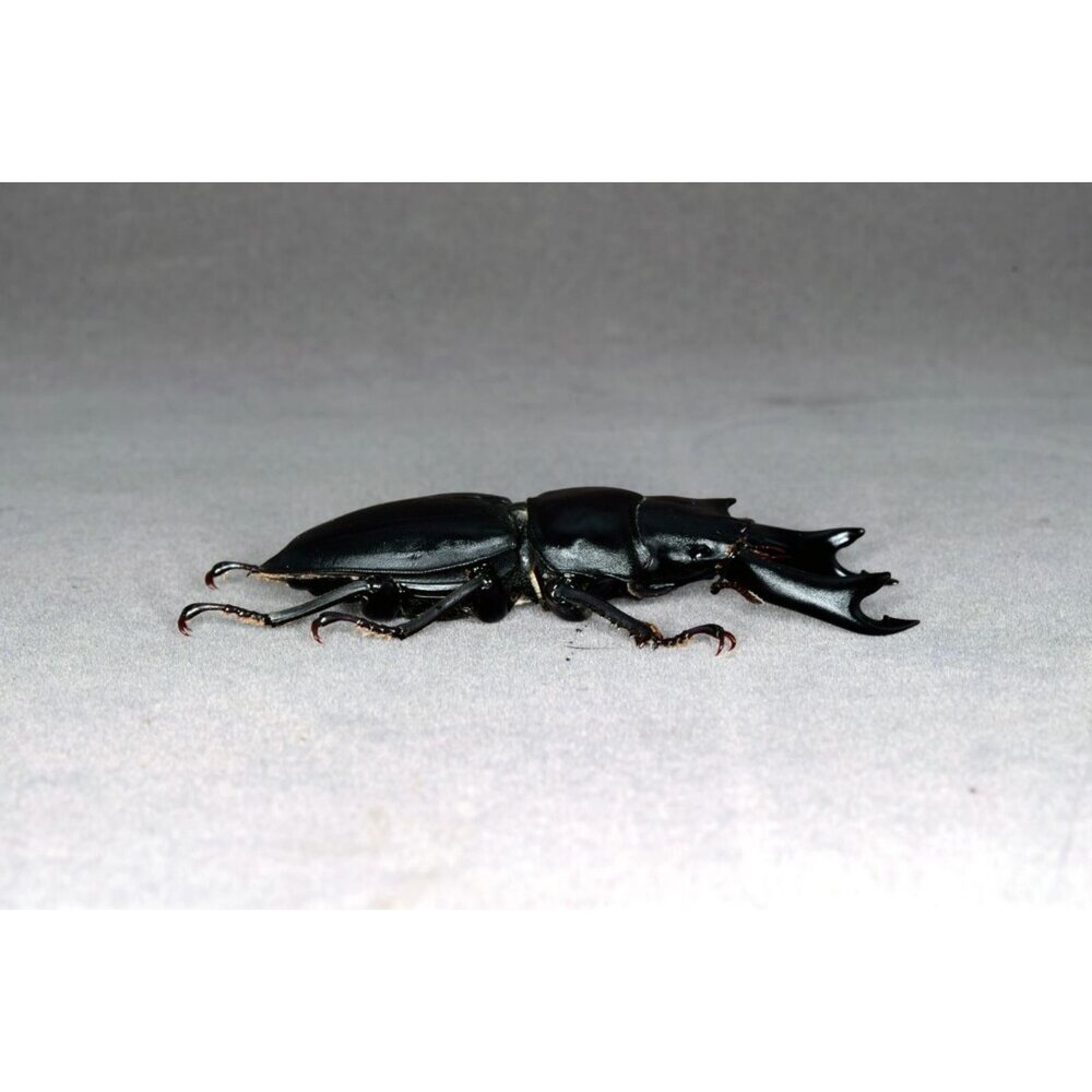 🔥現貨🔥中國大鍬形蟲模型 涅槃工作室 甲蟲 昆蟲 鍬形蟲 擬真模型 擺飾 磁鐵 中華大鍬 大刀鍬甲-圖片-3