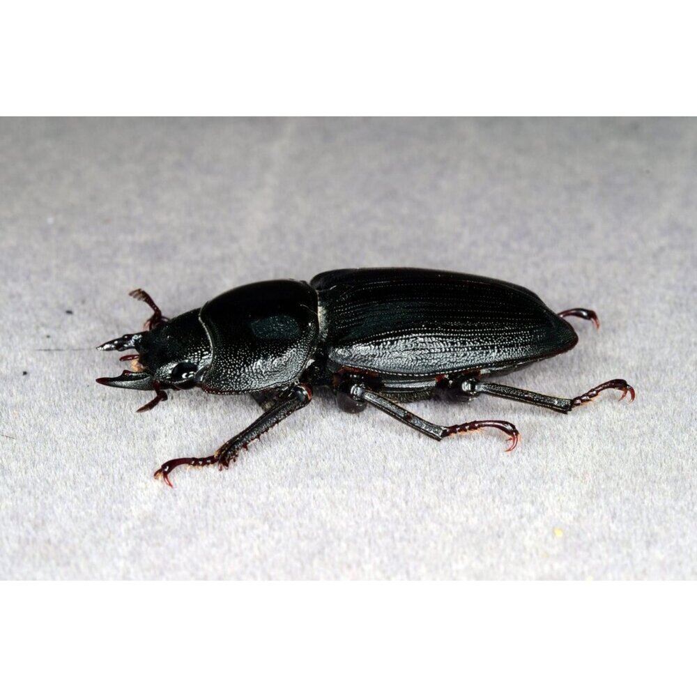 🔥現貨🔥中國大鍬形蟲模型 涅槃工作室 甲蟲 昆蟲 鍬形蟲 擬真模型 擺飾 磁鐵 中華大鍬 大刀鍬甲-圖片-4