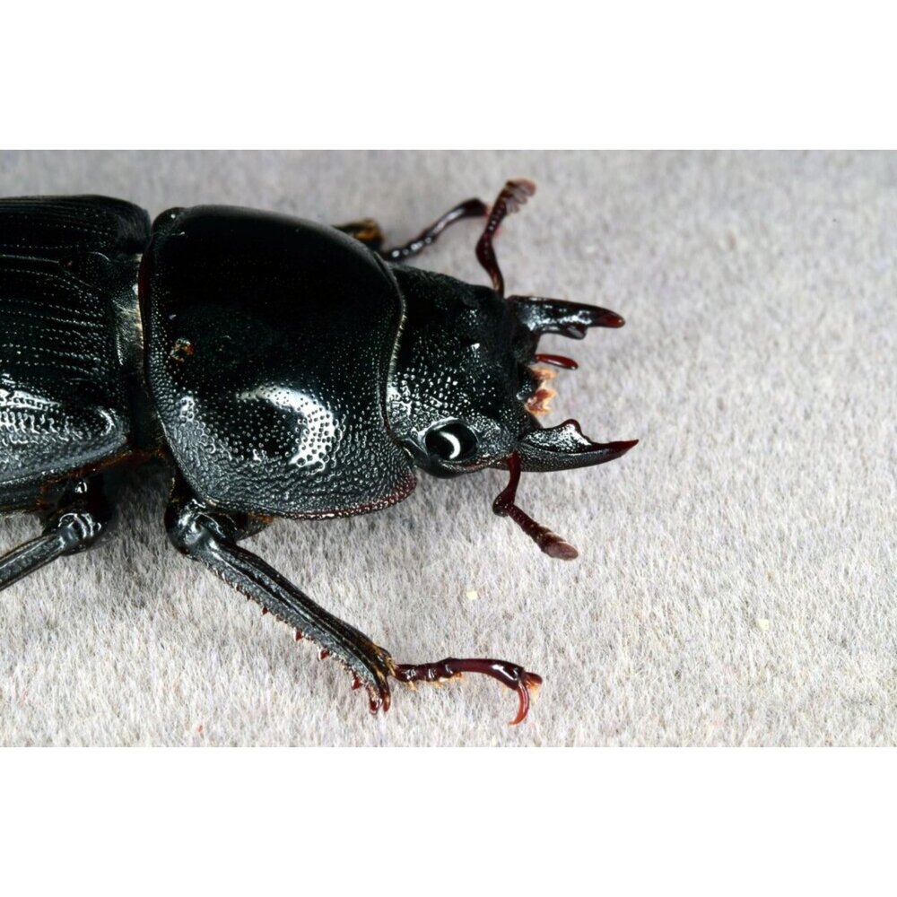 🔥現貨🔥中國大鍬形蟲模型 涅槃工作室 甲蟲 昆蟲 鍬形蟲 擬真模型 擺飾 磁鐵 中華大鍬 大刀鍬甲-圖片-5