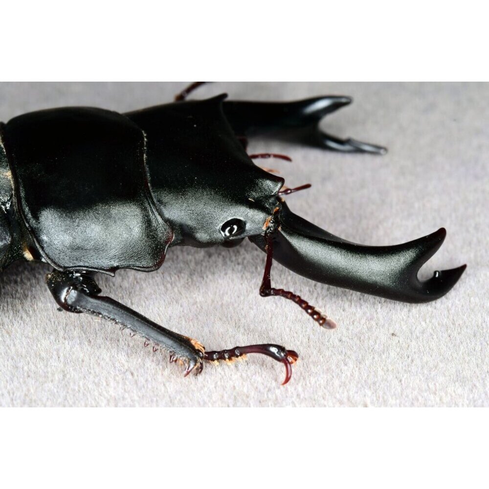 🔥現貨🔥中國大鍬形蟲模型 涅槃工作室 甲蟲 昆蟲 鍬形蟲 擬真模型 擺飾 磁鐵 中華大鍬 大刀鍬甲-圖片-6