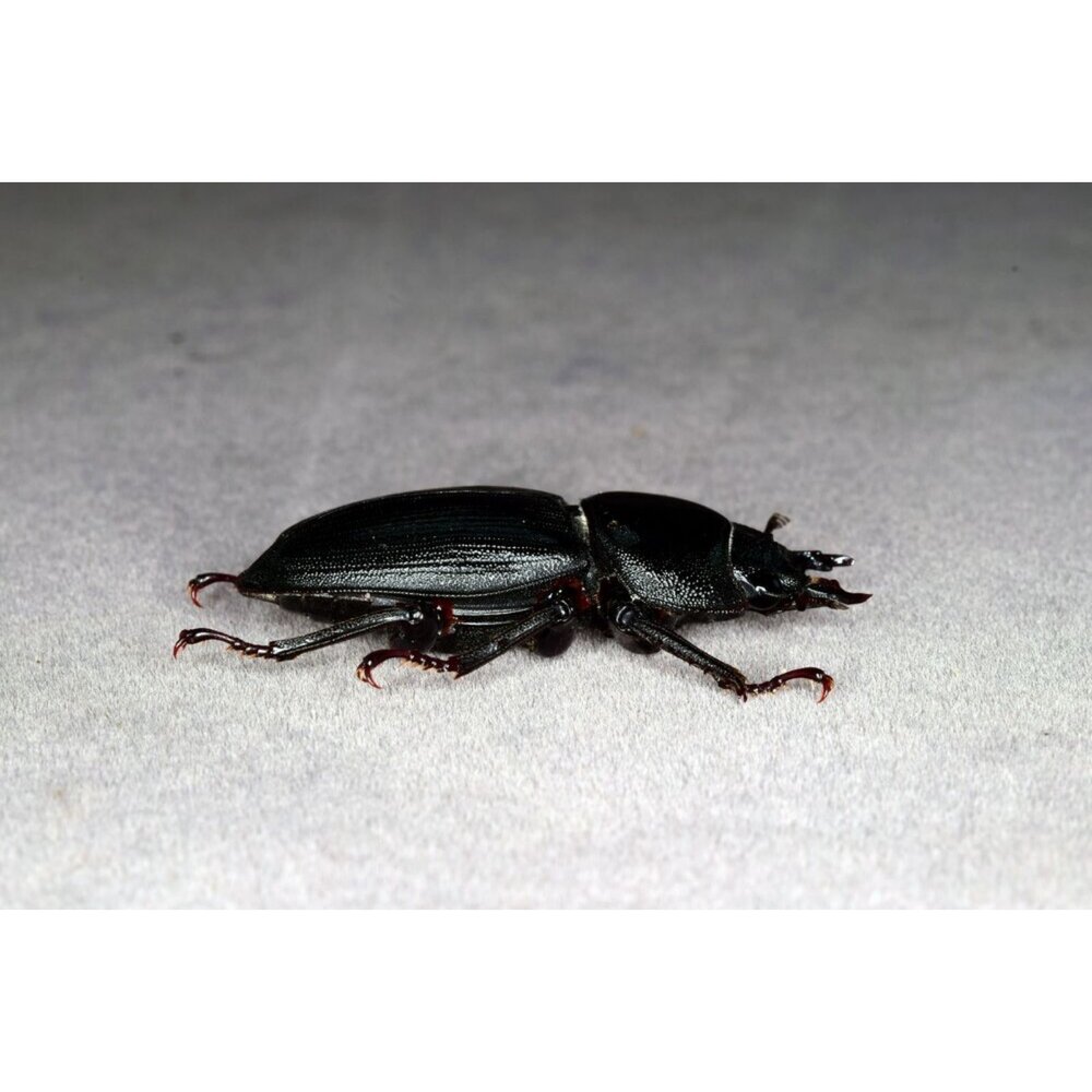 🔥現貨🔥中國大鍬形蟲模型 涅槃工作室 甲蟲 昆蟲 鍬形蟲 擬真模型 擺飾 磁鐵 中華大鍬 大刀鍬甲-圖片-7