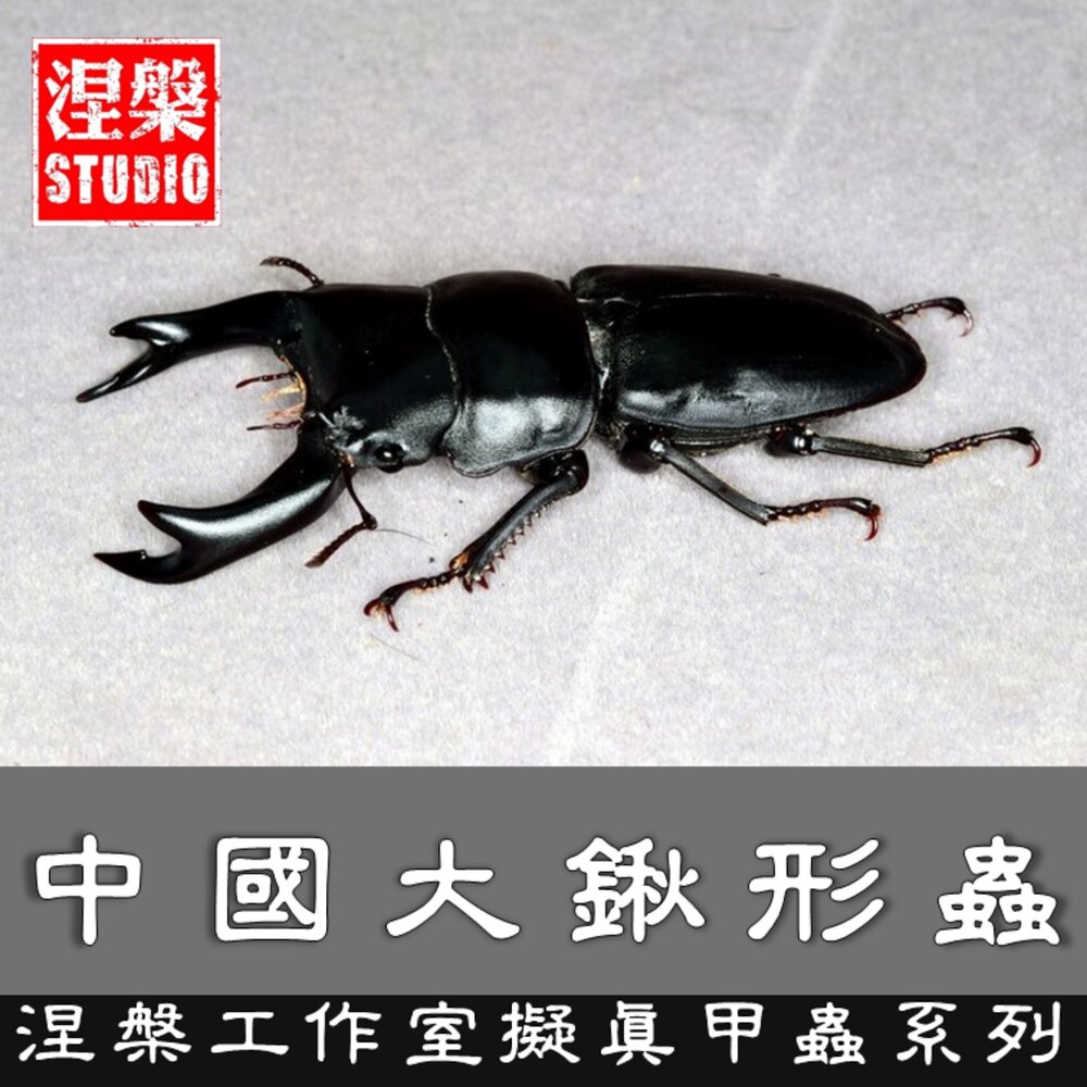 🔥現貨🔥中國大鍬形蟲模型 涅槃工作室 甲蟲 昆蟲 鍬形蟲 擬真模型 擺飾 磁鐵 中華大鍬 大刀鍬甲 封面照片