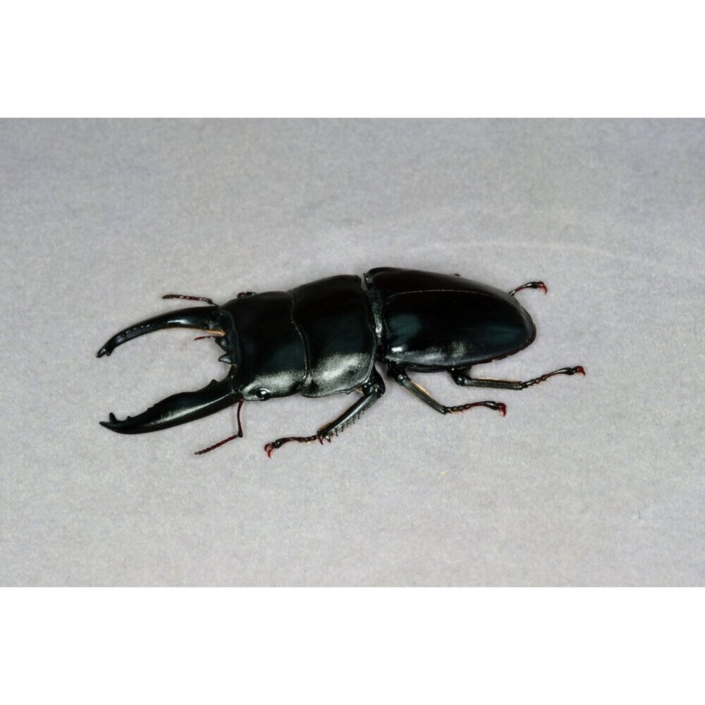 🔥現貨🔥蘇門答臘寬扁鍬形蟲模型 涅槃工作室 甲蟲 昆蟲 鍬形蟲 擬真模型 擺飾 磁鐵 涅盤-圖片-1