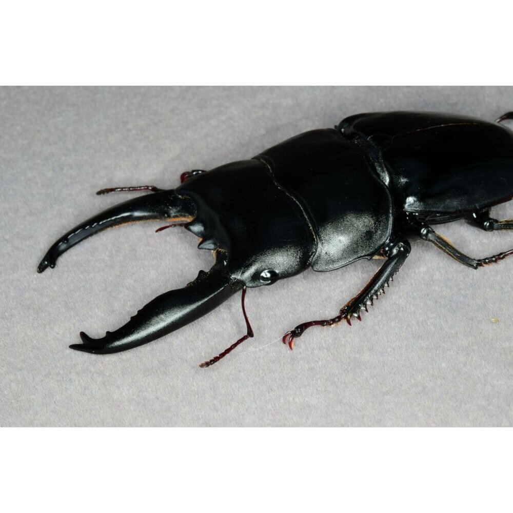 🔥現貨🔥蘇門答臘寬扁鍬形蟲模型 涅槃工作室 甲蟲 昆蟲 鍬形蟲 擬真模型 擺飾 磁鐵 涅盤-圖片-2