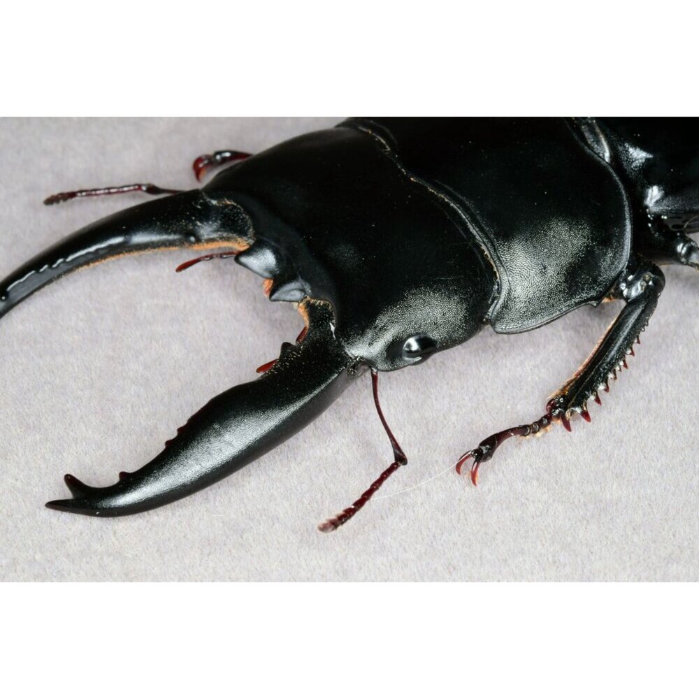 🔥現貨🔥蘇門答臘寬扁鍬形蟲模型 涅槃工作室 甲蟲 昆蟲 鍬形蟲 擬真模型 擺飾 磁鐵 涅盤-圖片-3