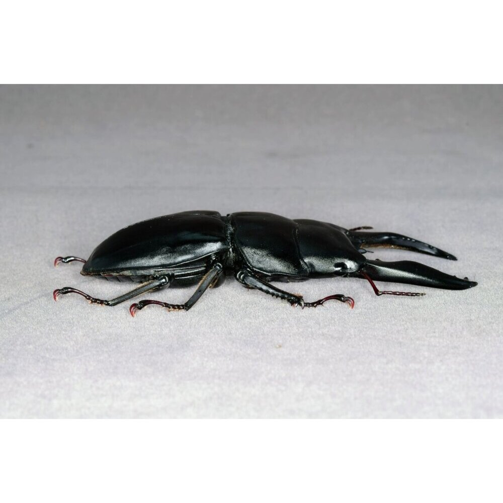 🔥現貨🔥蘇門答臘寬扁鍬形蟲模型 涅槃工作室 甲蟲 昆蟲 鍬形蟲 擬真模型 擺飾 磁鐵 涅盤-圖片-5