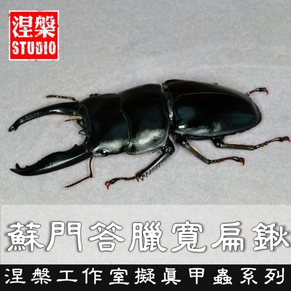 241215094704-🔥現貨🔥蘇門答臘寬扁鍬形蟲模型 涅槃工作室 甲蟲 昆蟲 鍬形蟲 擬真模型 擺飾 磁鐵 涅盤