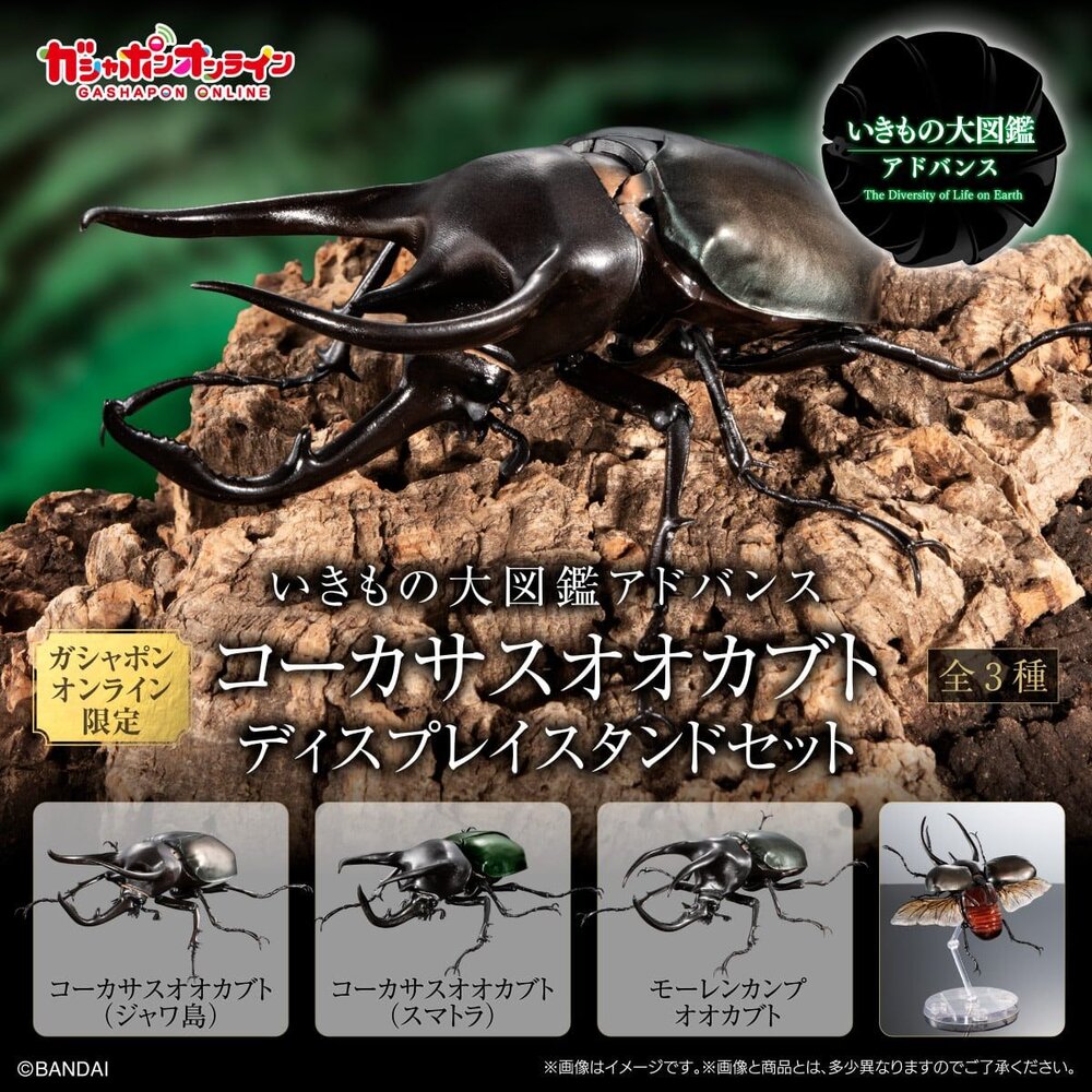 🔥現貨🔥生物大圖鑑 進擊 南洋大兜蟲 萬代 扭蛋 轉蛋 盒玩 advance 高卡薩斯 婆羅洲 高加索 阿特拉斯-圖片-1