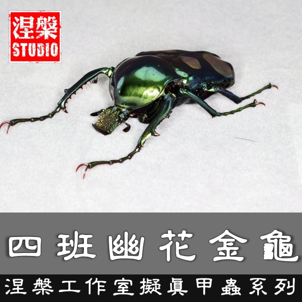 250106204913-🔥現貨🔥四班幽花金龜模型 涅槃工作室 甲蟲 昆蟲 擬真模型 擺飾 磁鐵 涅盤 白點花金龜 四點花金龜