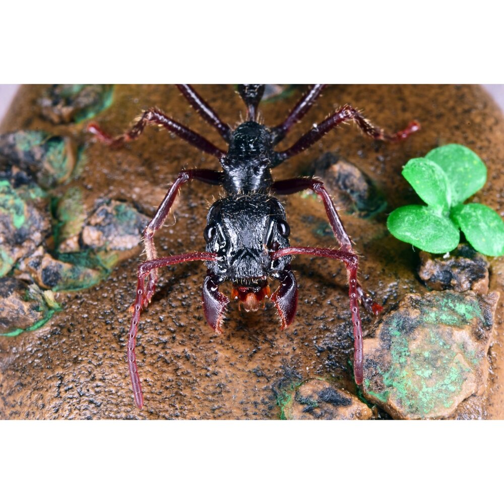 🔥現貨🔥子彈蟻模型 涅槃工作室 甲蟲 昆蟲 擬真模型 擺飾 磁鐵 涅盤 螞蟻涅槃工作室 子彈蟻-圖片-2