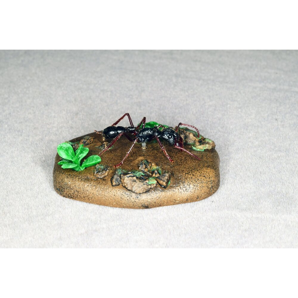 🔥現貨🔥子彈蟻模型 涅槃工作室 甲蟲 昆蟲 擬真模型 擺飾 磁鐵 涅盤 螞蟻涅槃工作室 子彈蟻-圖片-6