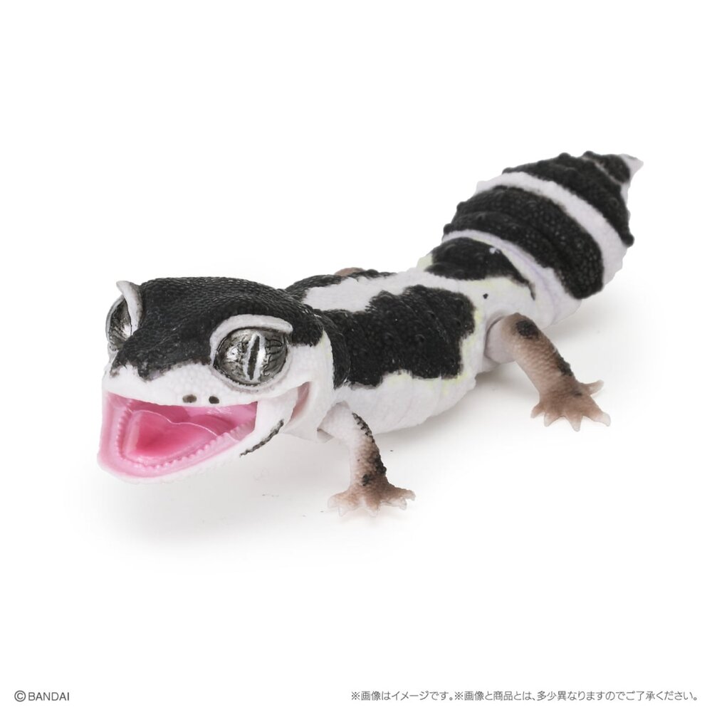 🔥現貨🔥生物大圖鑑 Repti 爬蟲類精選 萬代 扭蛋 轉蛋 守宮 壁虎 肥尾 豹紋 犰狳蜥 鬆獅蜥生物大圖鑑 守宮-圖片-2