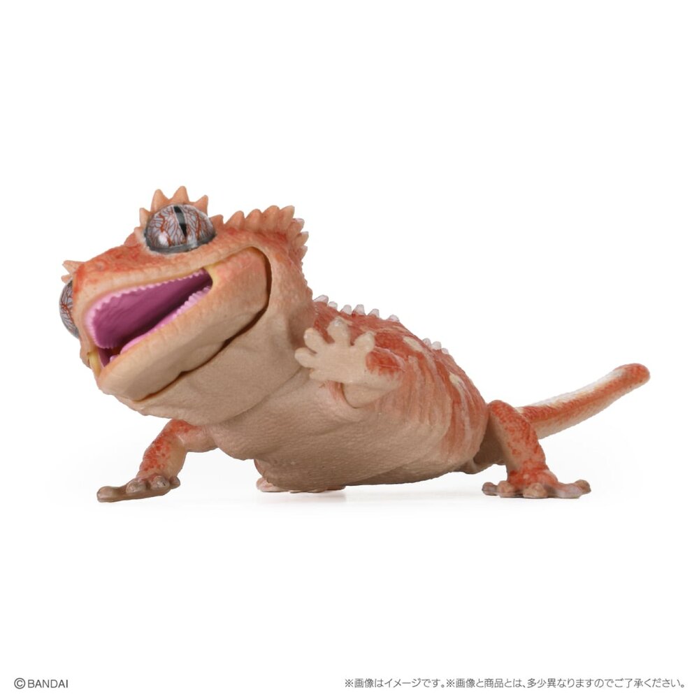 🔥現貨🔥生物大圖鑑 Repti 爬蟲類精選 萬代 扭蛋 轉蛋 守宮 壁虎 肥尾 豹紋 犰狳蜥 鬆獅蜥生物大圖鑑 守宮-圖片-3