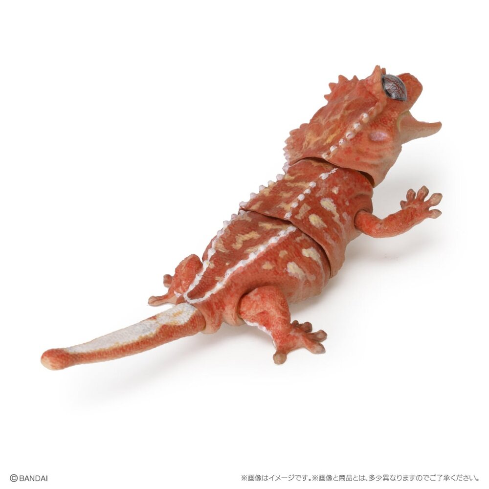 🔥現貨🔥生物大圖鑑 Repti 爬蟲類精選 萬代 扭蛋 轉蛋 守宮 壁虎 肥尾 豹紋 犰狳蜥 鬆獅蜥生物大圖鑑 守宮-圖片-4