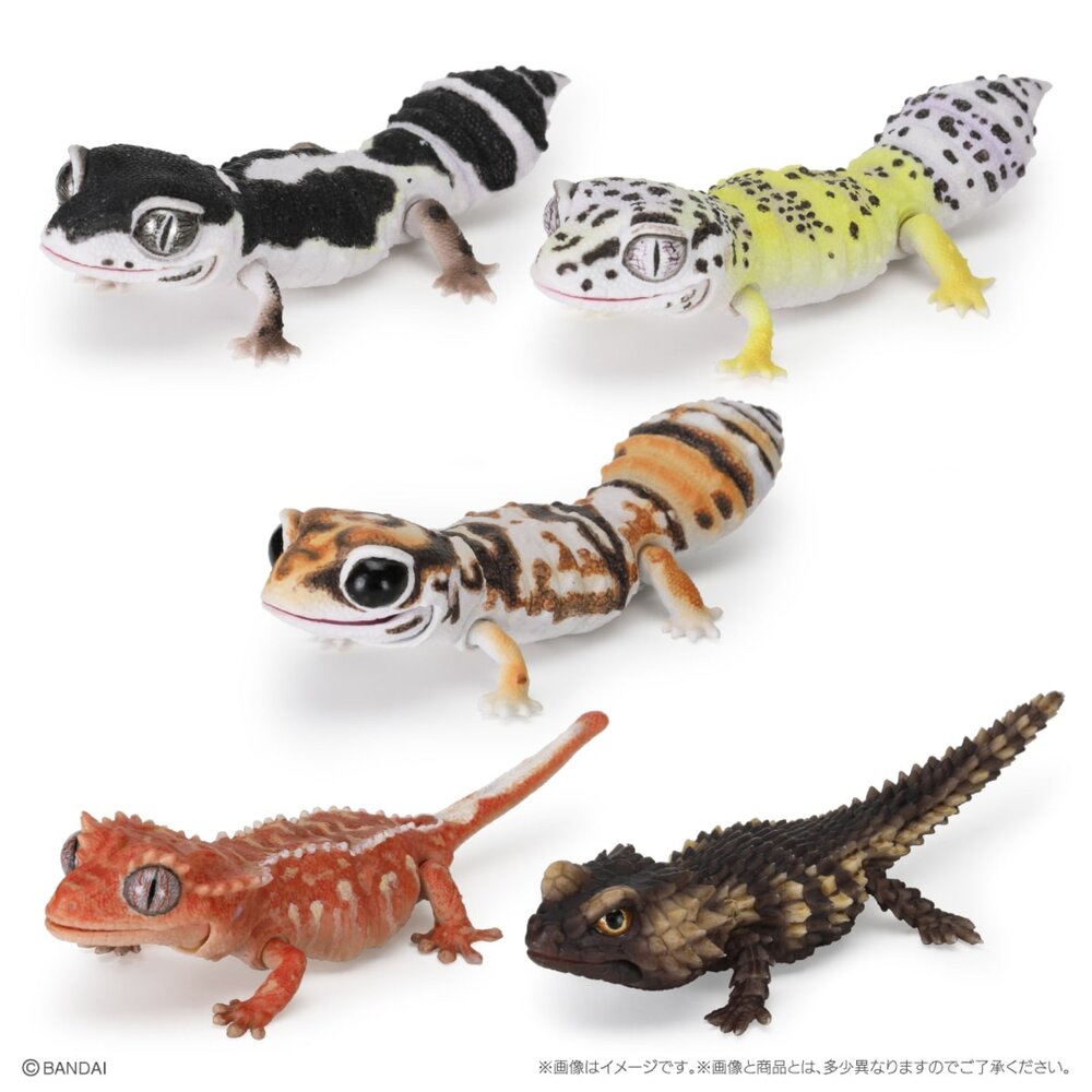 🔥現貨🔥生物大圖鑑 Repti 爬蟲類精選 萬代 扭蛋 轉蛋 守宮 壁虎 肥尾 豹紋 犰狳蜥 鬆獅蜥生物大圖鑑 守宮-圖片-5